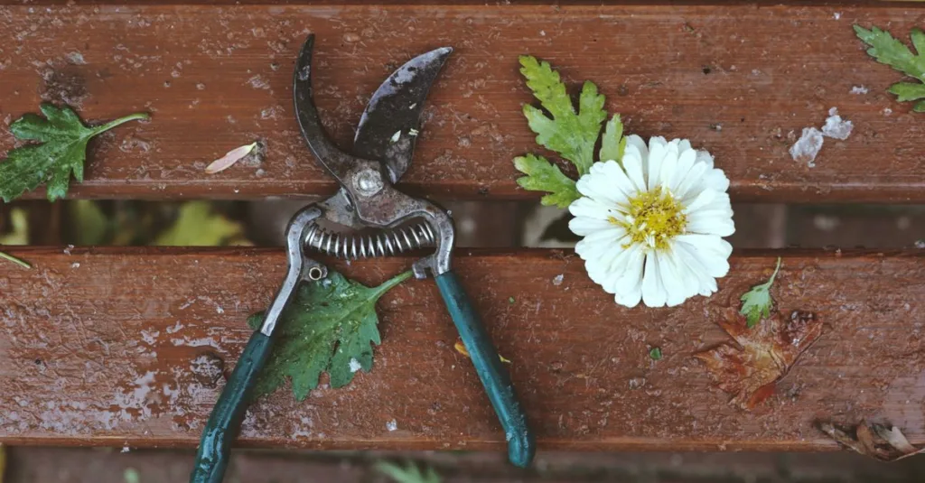 guide complet de taille des plantes : astuces et techniques pour entretenir vos végétaux et favoriser leur croissance.